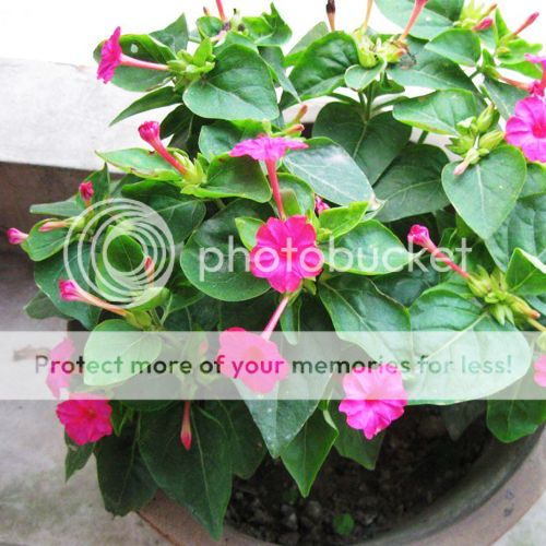 Purple Fouro'clock Seeds 20 Seeds Mirabilis Jalapa Flower Garden Seeds